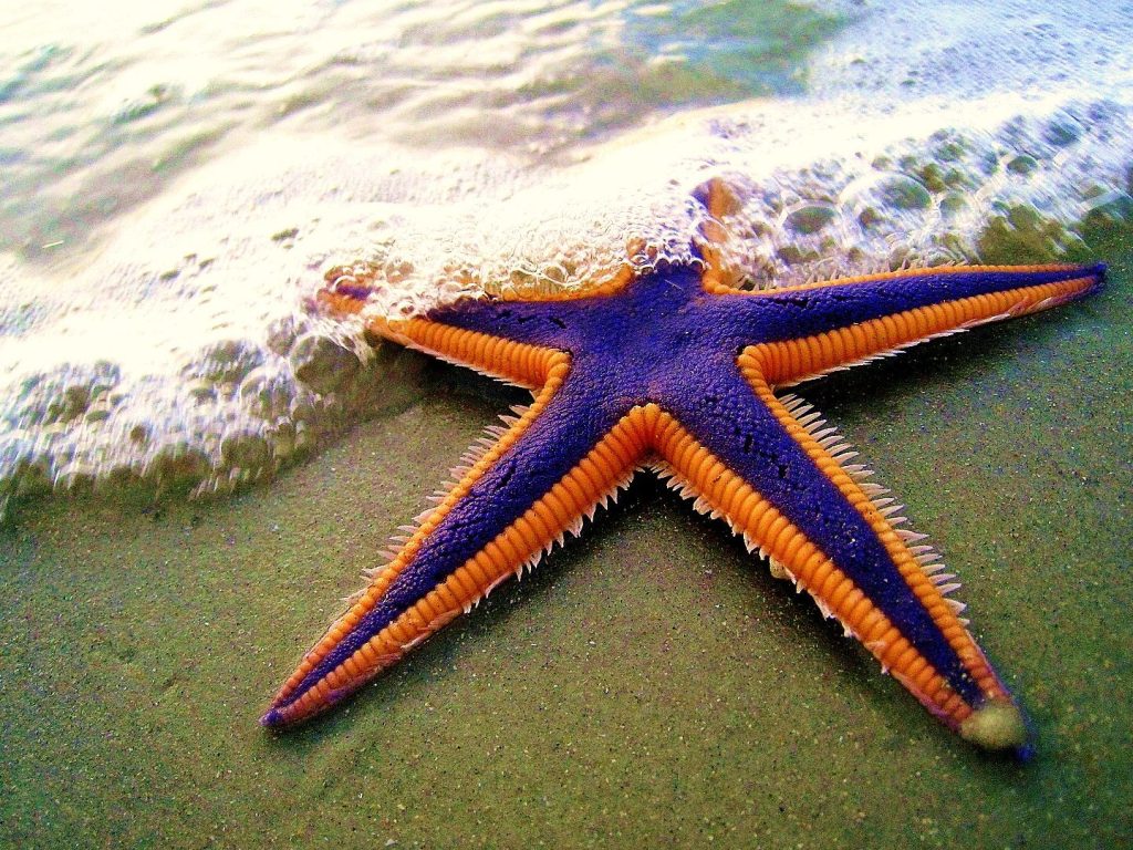 d0bcd0bed180d181d0bad0b0 d0b7d0b2d0b5d0b7d0b4d0b0