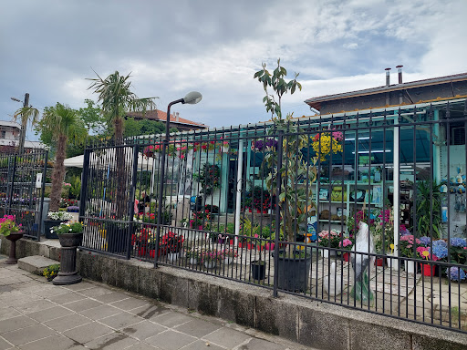 Магазин Орхидея