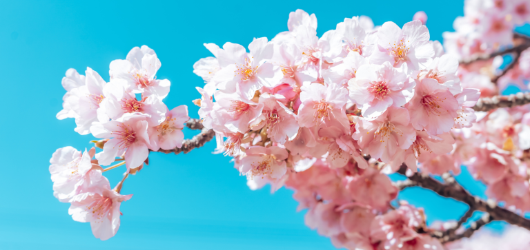 Най-добрите Сушита в Благоевград 4 Sakura